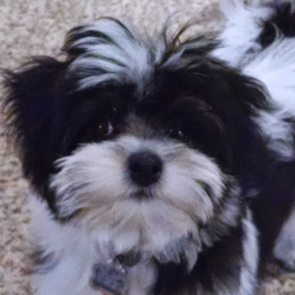 Meet your Posher, Anastasia